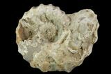 Cretaceous Ammonite (Calycoceras) - Texas #93539-1